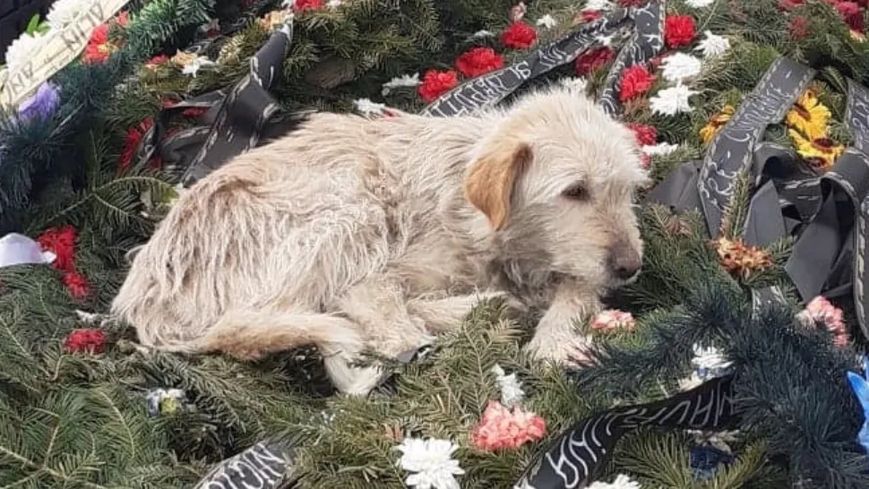 Imagine sfâşietoare: Un câine stă nedezlipit de mormântul stăpânului său