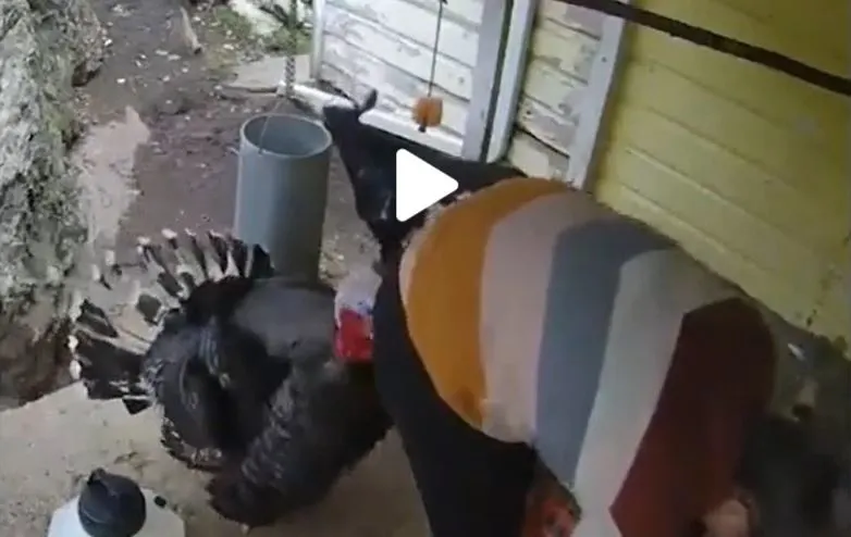 VIDEO – Imaginile cu atacul unui curcan au devenit virale pe internet – Animalul își ciupește stăpână de cea mai sensibilă zona