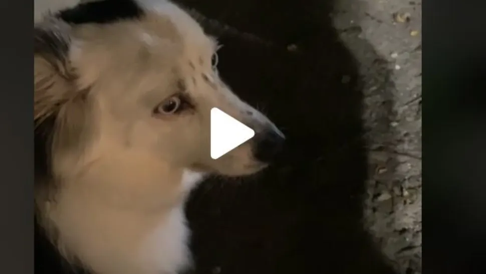 VIDEO – Din botul câinelui se auzea un zumzăit puternic și ciudat – Stăpânul animalului s-a speriat și a filmat totul – Deznodământ neașteptat