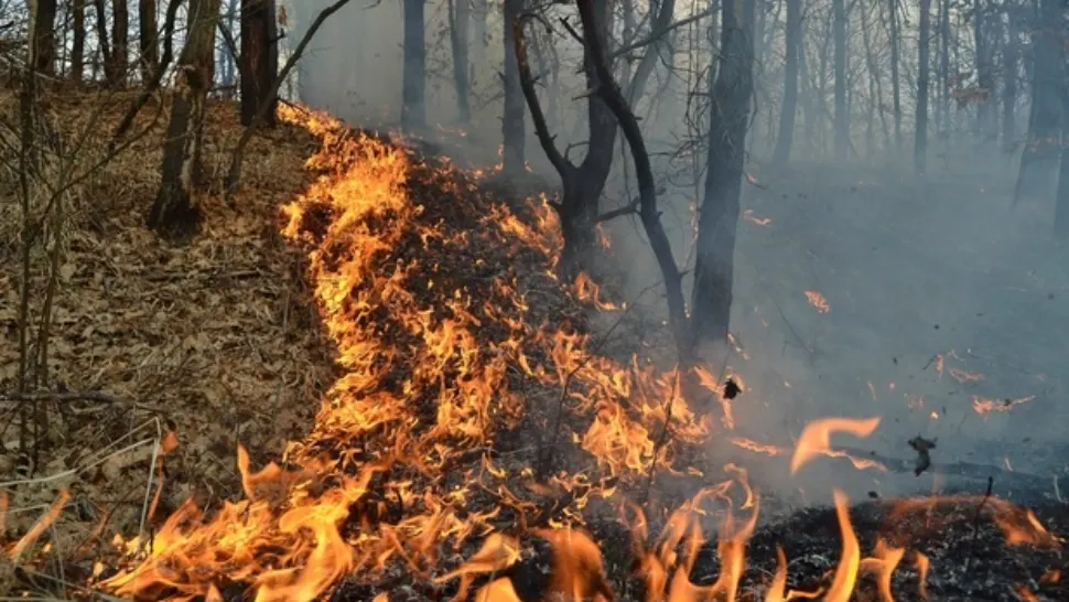 Incendiu puternic în pădure, în apropierea șantierului naval din Tulcea - focul ar fi fost pus intenționat