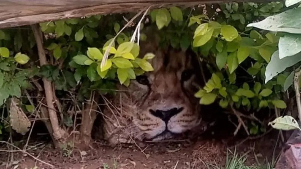 FOTO | Panică într-un sat din Kenya. A fost chemată poliția pentru un leu care era, de fapt, o pungă de plastic