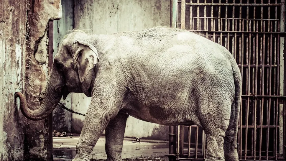 VIDEO | Cerere mai „specială”. Un elefant de la o grădină zoologică din SUA vrea să devină persoană