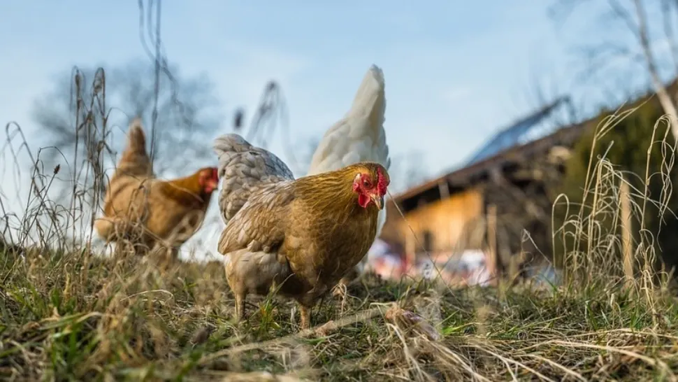 Găini suspecte de infecție cu gripă aviară, de vânzare - percheziții de amploare în 3 județe