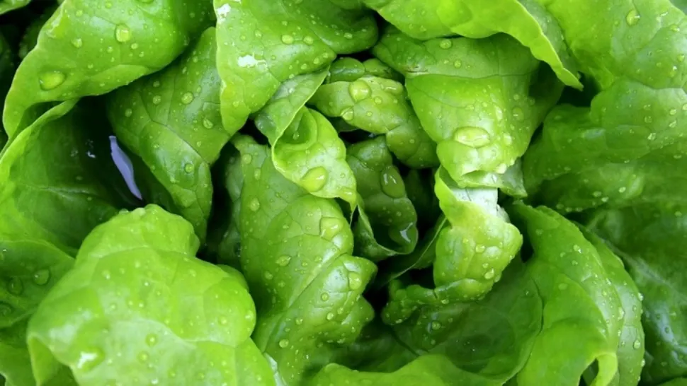Salata verde este mai periculoasă pentru sănătate decât carnea de porc. Dacă observi ASTA, evită consumul! 