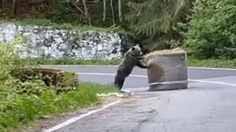 VIDEO VIRAL Un urs a ieșit pe traseu la Raliu Argeșului 