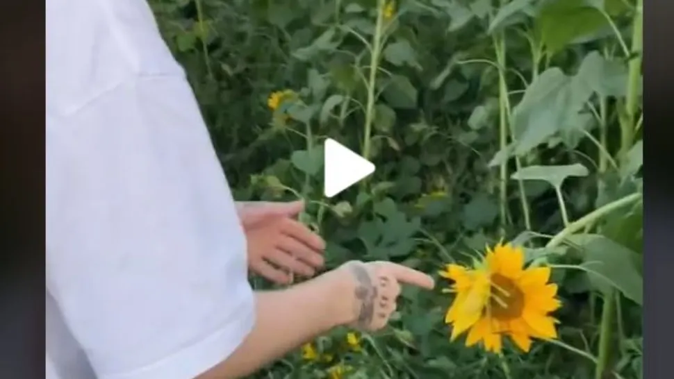 VIDEO – A observat ceva ciudat într-un câmp de floarea soarelui – Când s-a apropiat, a rămas șocat de ce a găsit