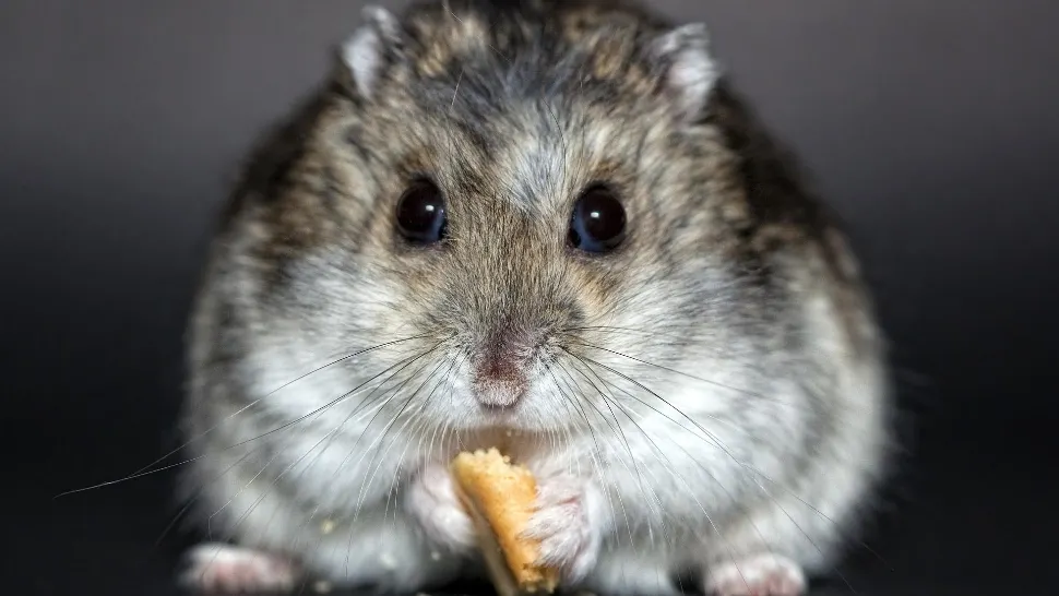 Femeie arestată după ce s-a filmat în timp ce înghite un hamster. Motivul este halucinant
