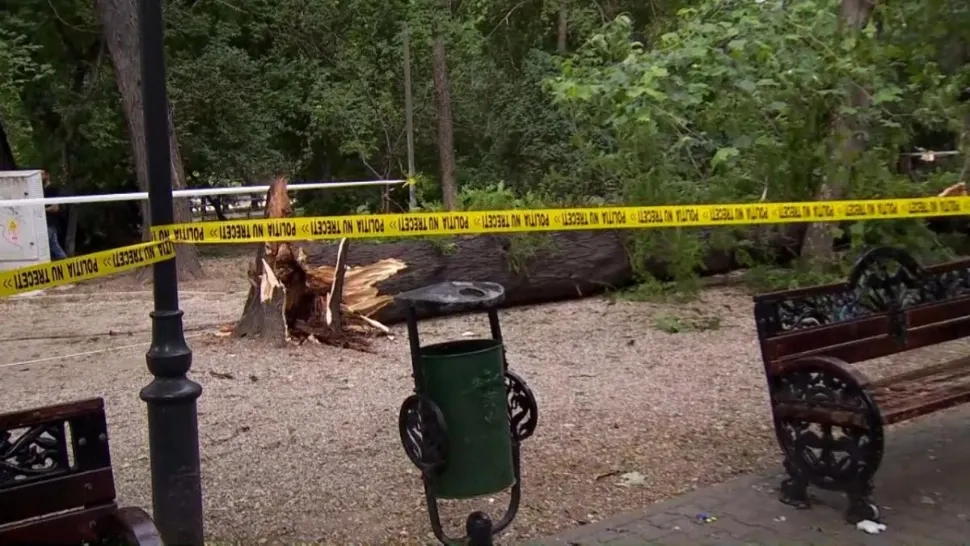 Un copac înalt de peste 10 metri a căzut peste un loc de joacă din parcul Cişmigiu