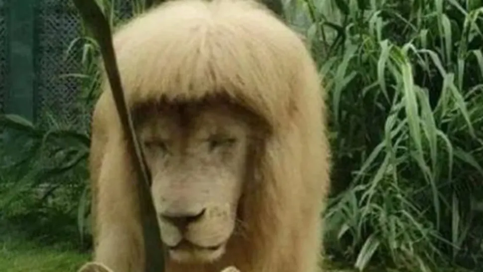 Leul cu breton a devenit vedetă. Ce a pățit felina de la un zoo din China