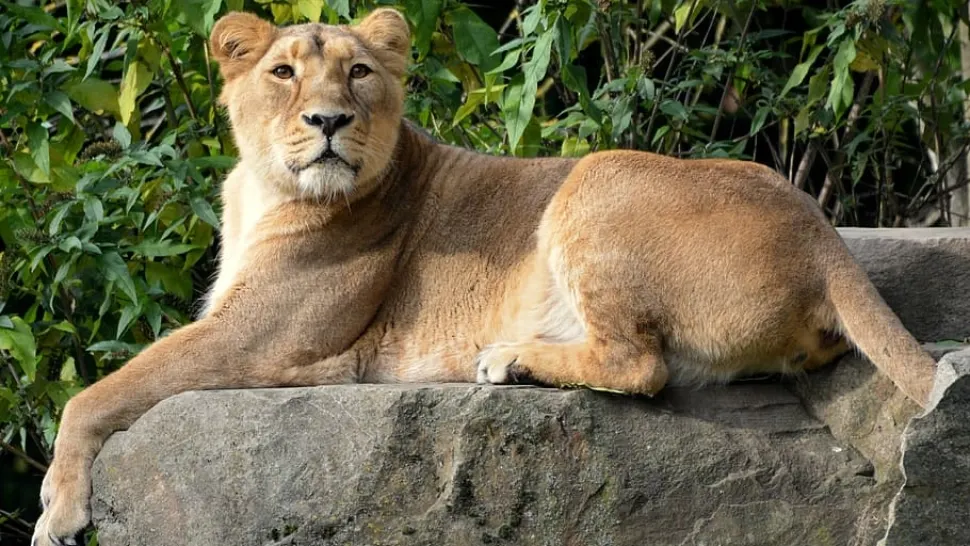 O leoaică de la Grădina Zoologică a adus pe lume 2 pui, în faţa a mii de vizitatori