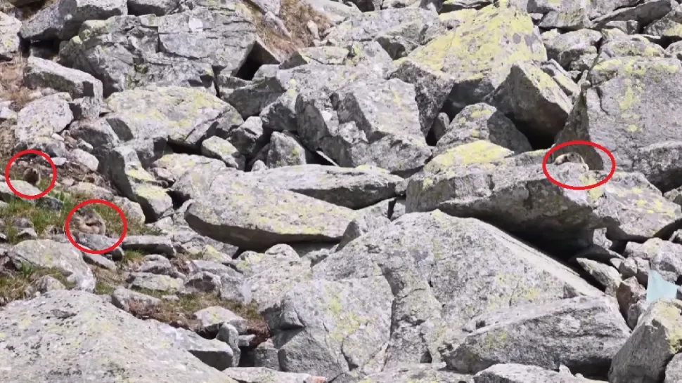 Marmotele fac SENZAȚIE în Parcul Național Retezat: simpaticele rozătoare se bucură de soare - VIDEO