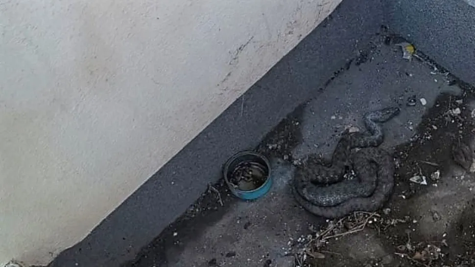 Alertă la Tulcea, un șarpe a apărut într-o zonă centrală a orașului