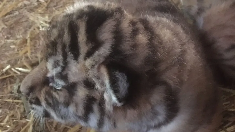 2 tigrișori născuți la Zoo Pitești au nevoie de ajutorul copiilor - FOTO