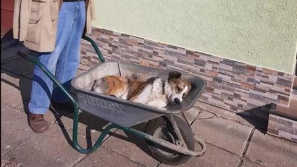Un bătrân de 84 de ani și-a dus câinele 8 km cu roaba până la veterinar. Dragoste fără margini pentru cel mai bun prieten al omului 
