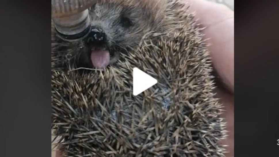 VIDEO – Imagini virale cu un arici care bea apă – Clipul a strâns sute de mii de vizualizari
