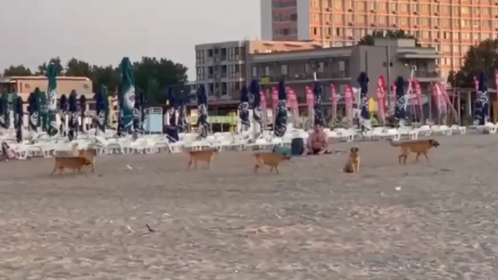 Imagini virale pe o plajă din Mamaia. În absenta turiștilor, MAIDANEZI fac legea - VIDEO
