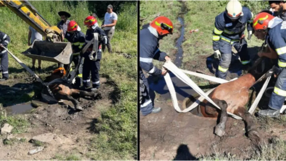 Cal salvat de pompieri după ce a căzut într-o groapă