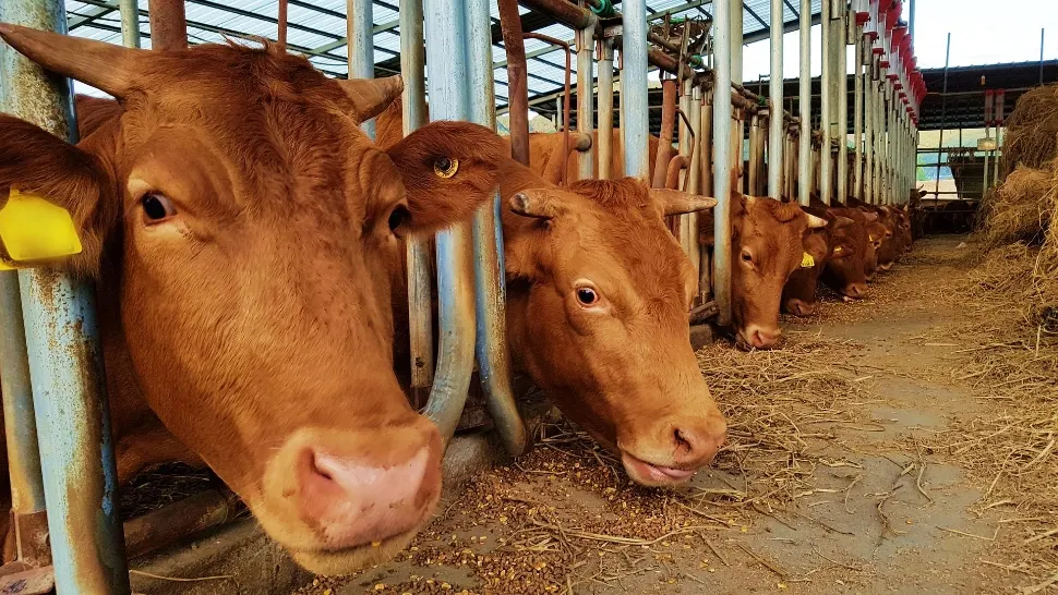 Fermele de animale sunt la un pas de colaps din cauza secetei