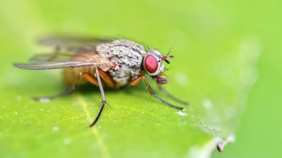 Invazie de insecte în România, din cauza secetei 