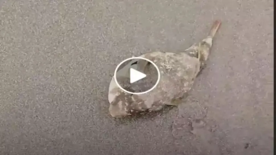 VIDEO – Mergea pe plajă și a găsit un pește ciudat – A pus mâna pe el și a vrut să-l arunce înapoi în mare însă nu știa că își riscă propria viață