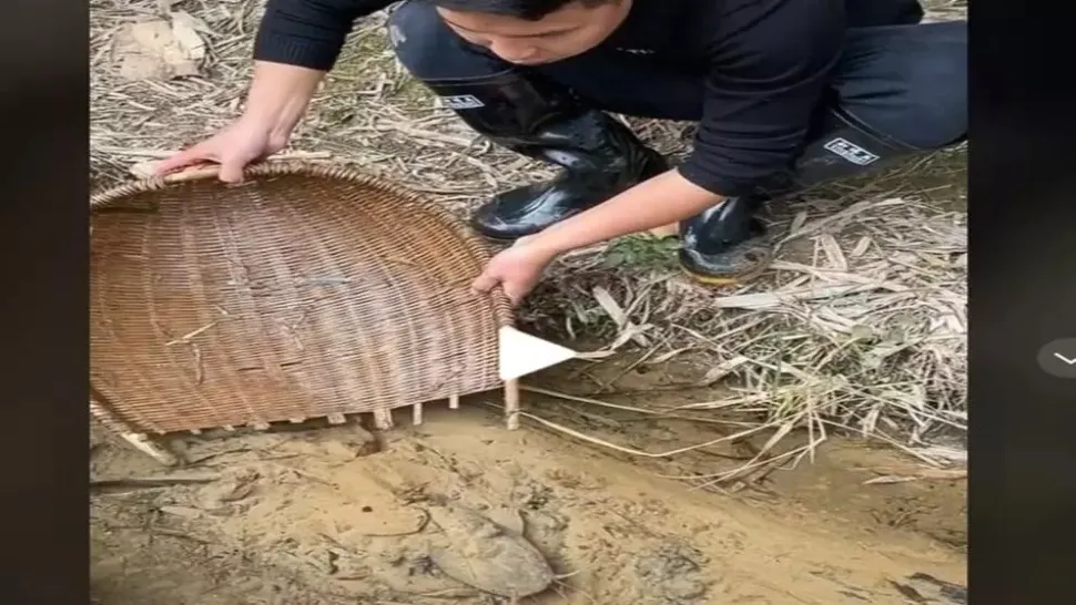 VIDEO – A văzut ceva ciudat pe fundul unui pârâu mic de munte. Fabulos ce a putut să scoată cu ajutorul unui simplu coș de nuiele