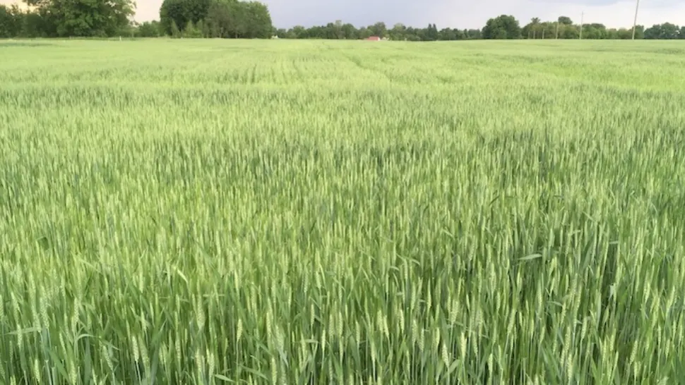 Criza alimentară globală se va agrava - NASA: Rusia controlează 22% din terenurile agricole din Ucraina, după 4 luni de război - HARTA