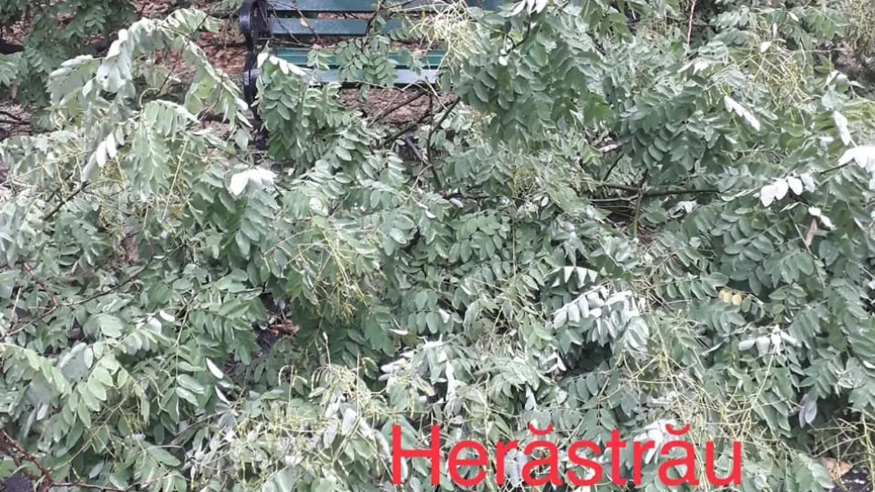 Copaci prăbușiți în parcurile Herăstrău şi Floreasca din Capitală! Unul dintre ei a căzut peste un loc de joacă - GALERIE FOTO