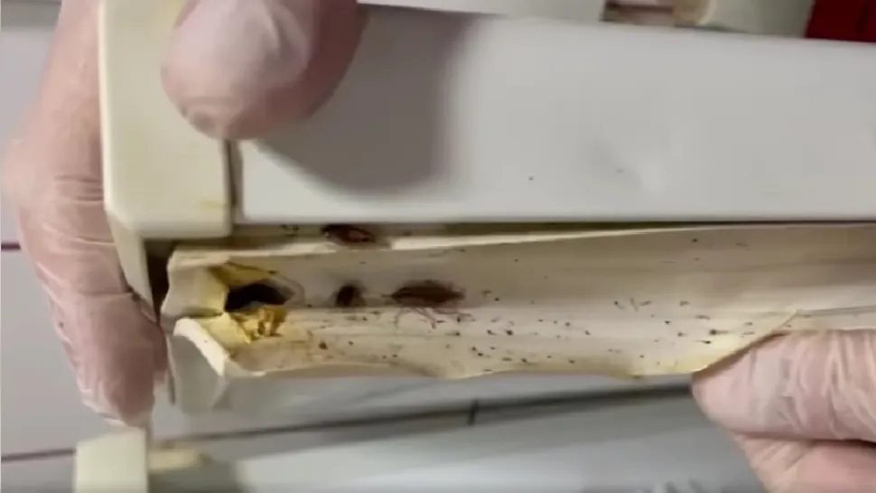 Restaurante și fast-food-uri din Giurgiu, „meniu” special: gândaci și alimente expirate - ANPC, controale de amploare - VIDEO