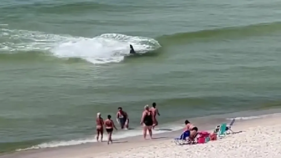 Panică pe o plajă din SUA. Un rechin s-a apropiat de mal, în timp ce în apă erau câțiva turiști - VIDEO