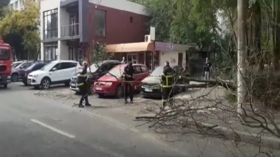 Copac căzut peste 3 autoturisme în municipiul Galați: nu s-au înregistrat victime - VIDEO