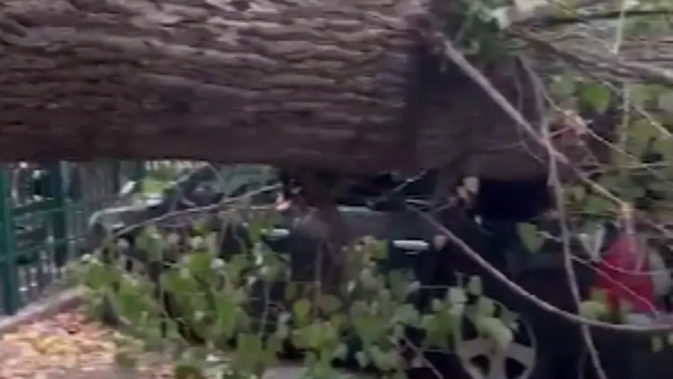 ALERTĂ în Capitală! Copac uriaș, PRĂBUȘIT peste mașini, în apropierea unui loc de joacă