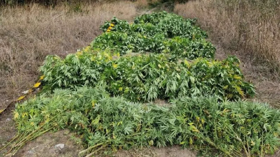 Bărbaţi reţinuţi după ce au înfiinţat o cultură de canabis pe un teren din județul Giurgiu - FOTO