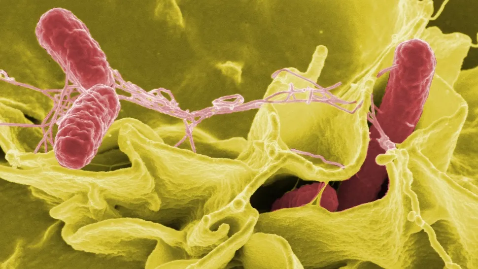 Ce este Salmonella? Cauza celor mai răspândite toxiinfecții alimentare