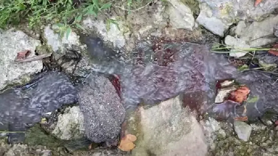 Dezastru ecologic la Bucium, în județul Iași: fose septice vărsate în râu! Localnicii, deranjați de mirosul înțepător - VIDEO