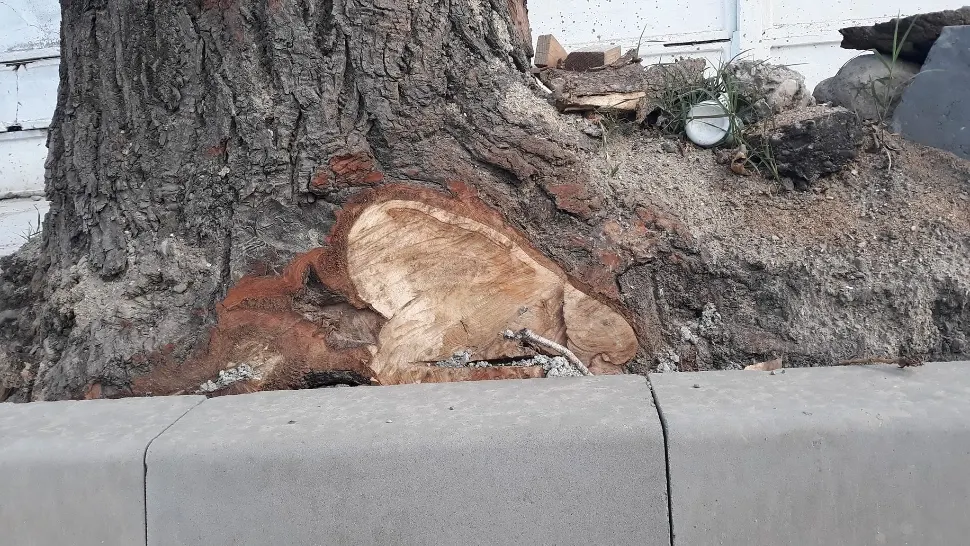 Copaci MUTIALȚI cu drujba, pentru a face loc bordurilor. Imagini REVOLTĂTOARE la Focșani 