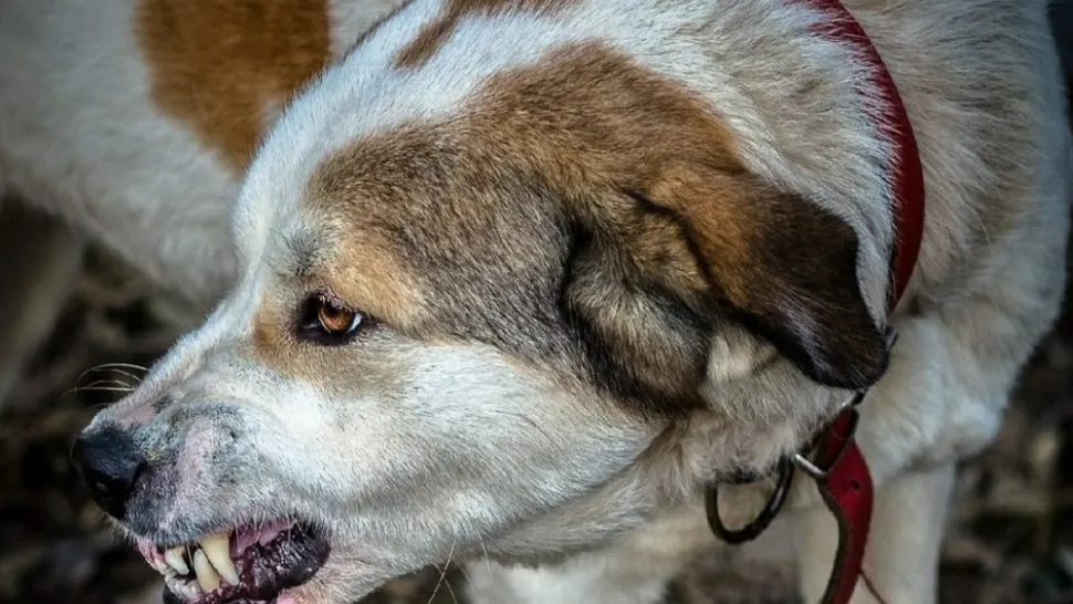 Bărbat din Timiș, la spital după ce a fost ATACAT de câini! Poliția a deschis dosar penal pentru vătămare corporală din culpă