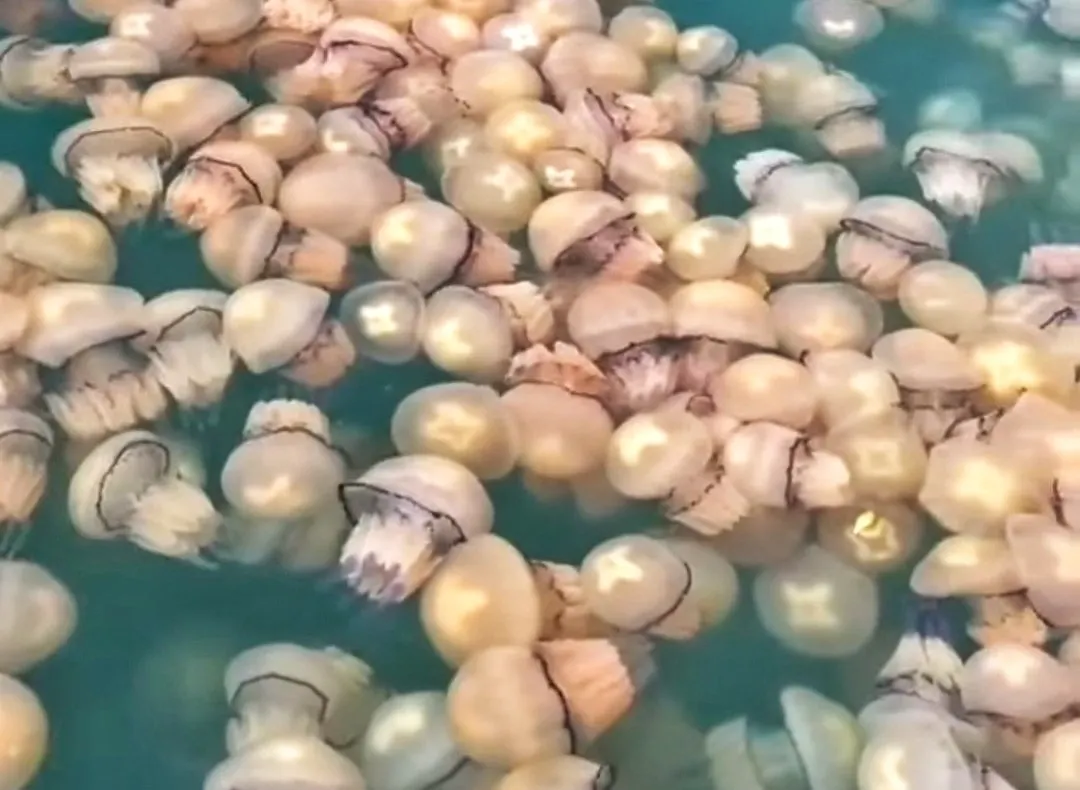 Portul Tomis, invadat de MEDUZE! Biolog: "Este un fenomen normal, firesc"