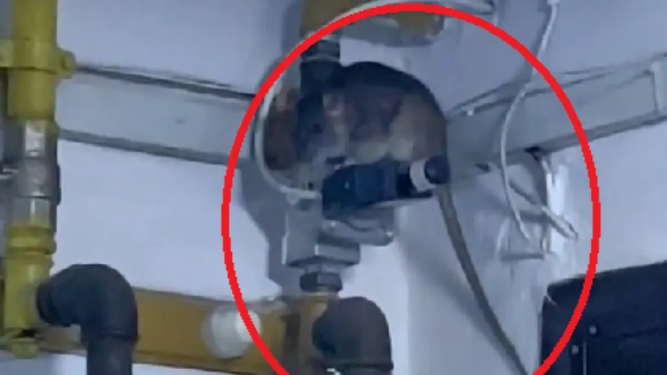 Capitala, invadată de ȘOBOLANI! Imaginile de pe TikTok au devenit virale - Ce spun oamenii