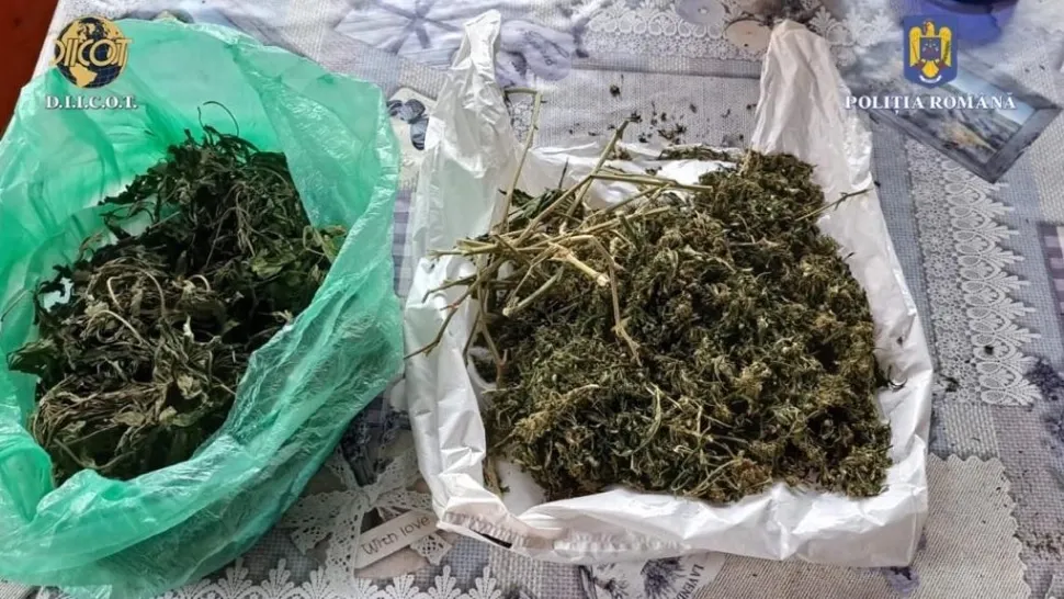 Cultură impresionantă de canabis, într-o pădure de lângă Cluj! Flagrant uriaș: mai multe rețele, destructurate de mascați