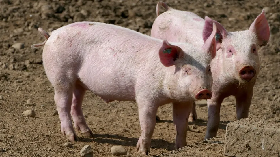 Ministrul Agriculturii cere renunțarea la LEGEA PORCULUI - Animalele pot fi sacrificate în curte