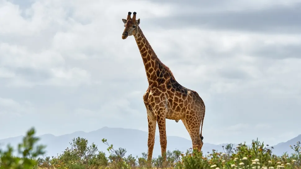 Bebeluș strivit de o girafă într-un parc safari. Mama fetiței se află în stare gravă la spital