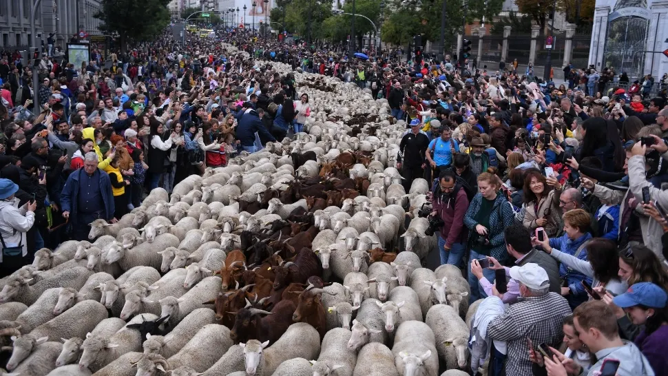 Fiesta transhumanței. Oile au ocupat străzile Madridului (VIDEO)