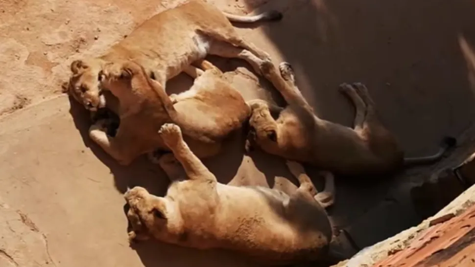 Cinci lei africani au evadat din adăpostul lor, de la o grădină zoologică din Sydney! Atracția turistică, închisă de urgență