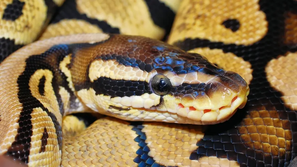 Un copil de 5 ani a fost atacat de un piton de 3 metri și târât într-o piscină 