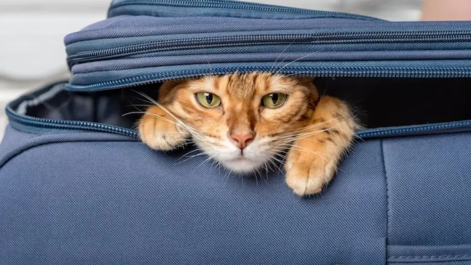 Pisică găsită în valiza unui pasager, în cel mai mare aeroport din New York - FOTO