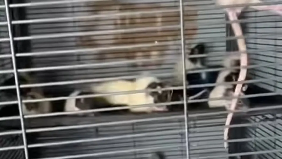Descoperire de coșmar: Copilaș găsit în condiții mizere, alături de mama sa și peste 300 de șobolani, gândaci, reptile - FOTO&VIDEO