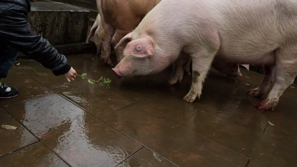 Capcana "porcului în viu". Cât costă, de fapt, carnea rămasă după tăierea unui porc 
