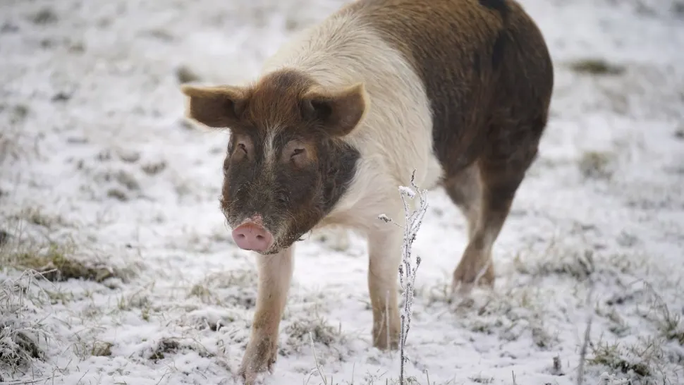 Val de aer polar deasupra României. Temperaturi negative, săptămâna viitoare, în cea mai mare parte a țării