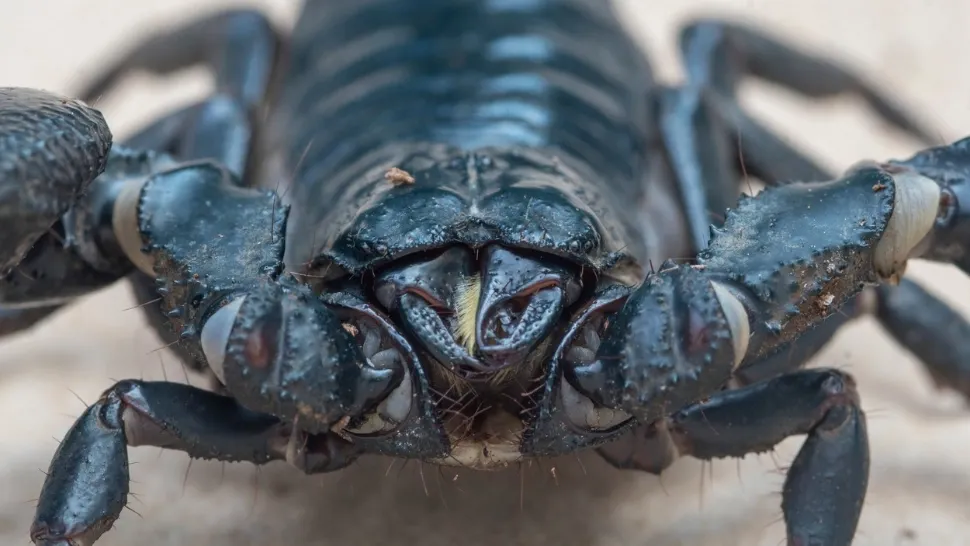 Mici, dar MORTALE. Cele mai periculoase insecte din lume