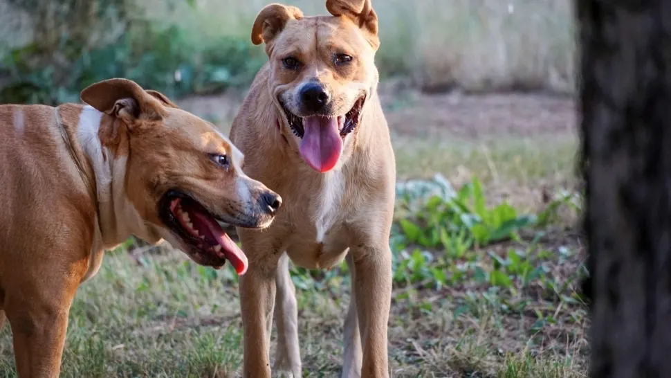 Copil mușcat de un câine din rasa Amstaff, în stare gravă la spital! Proprietarul, amendat de polițe: cum s-a produs atacul